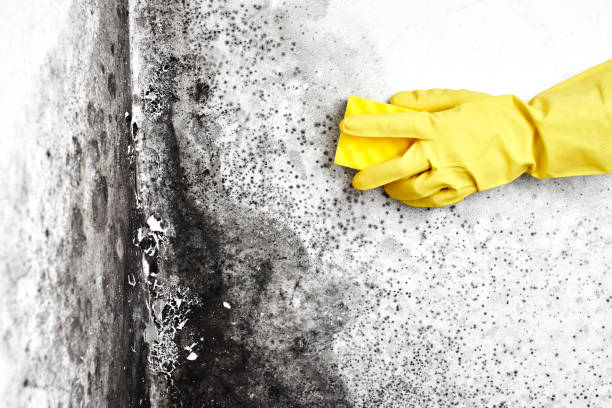 Best Airborne Mold Testing  in Hudson, FL
