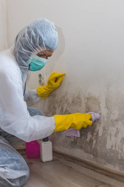 Environmental Consulting for Mold Prevention in Hudson, FL