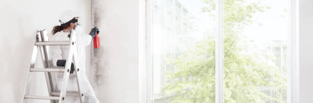 Best Environmental Consulting for Mold Prevention  in Hudson, FL